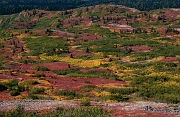 Denali State Park-Birds Nest 5716